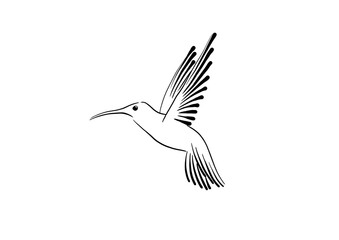 hummingbird on a white background