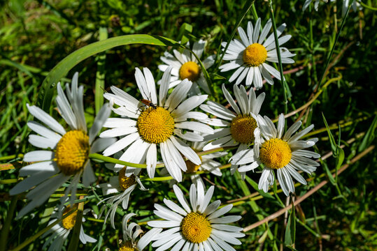 p&acirc;querette ou marguerite 