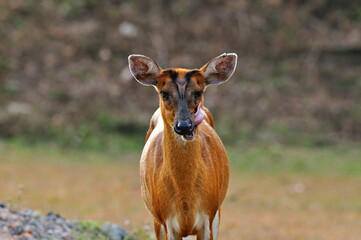 Feas Barking Deer with tongue and details in the jungle environment, deer, mouse, wild animal in nature