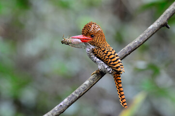 Banded Kingfisher