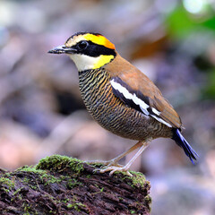 Female of Banded Pitta (Pitta guajana) bird standing on the log