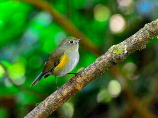 Female of Beautiful Blue Bird Orange-flanked Bush Robin (Tarsiger rufilatus) or so called Himalayan Bluetail bird