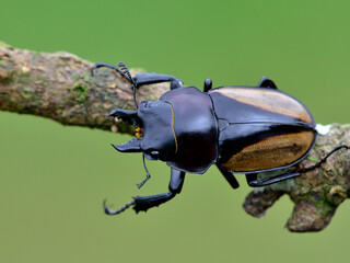 Female of Rhinoceros beetle (Allomyrina dithotomus) with nice green background
