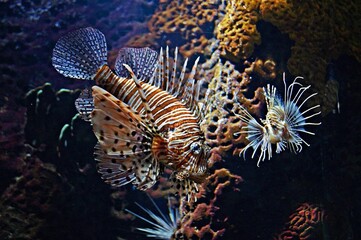 Feuerfisch