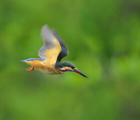 Flying, in flight of Common Kingfisher, Alcedo atthis, perching on top stick with sharp and details, bird, eurasian kingfisher