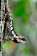 Greater spiny lizard, Acanthosaura armata, black faced lizard, masked spiny lizard, tree lizard, acanthosaura crucigera boulenger