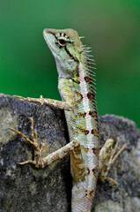 Green crested lizard, black face lizard, tree lizard,Boulenger Long headed Lizard, Pseudocalotes microlepis, masked spiny lizard, blue lizard