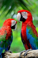 Green-winged Macaw perching together with details and green background