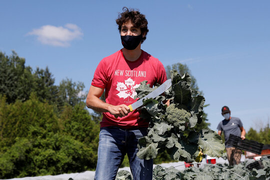 Canada's PM Trudeau harvests broccoli on Canada Day in Ottawa