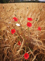 poppy flowers in the field