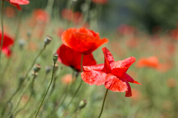 a wild poppy flower in the meadow.