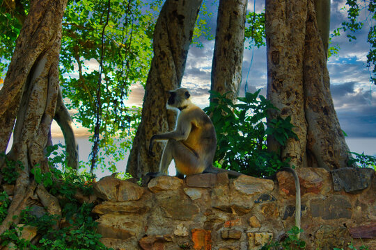 Rajasthan, India - October 06, 2012: A monkey langoor sitting on a wall surrounding abandoned cursed ruined fort in a place named Ajabgarh on a way to allegedly haunted place Bhangarh fort