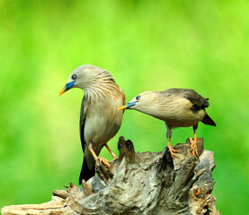 Lovely Chestnut-tailed Starling birds (Sturnus malabaricus) teasing each others