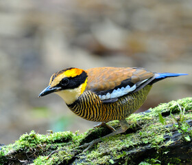 Lovely Female of Banded Pitta bird (Pitta guajana) standing on the mossy log