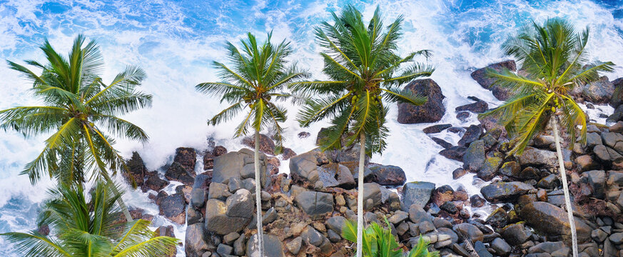 Aerial top view of palm trees and a rocky shore. Sea waves are breaking on the rocks on the beach. Wide photo