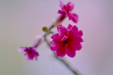 close up of a purple flower