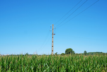 Obraz premium A medium voltage pole in the middle of a maize field