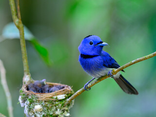 Male of Black-naped Blue Flycatcher guarding its chicks in the nest with love, great blue bird family