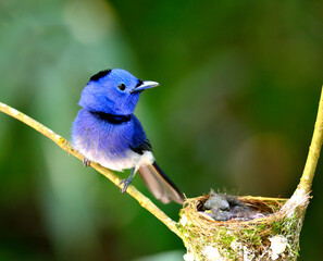 Male of Black-naped Monarch or Blue Flycatcher guarding its chicks in the nest with love