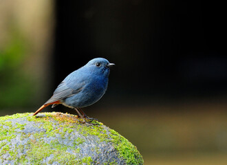 Male of Plumbeous Water Redstart bird standing on the green rock in the stream
