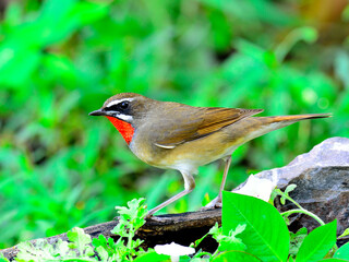 Male of Siberian Rubythroat (Luscinia Sibilans) a bird with red throat on side profile