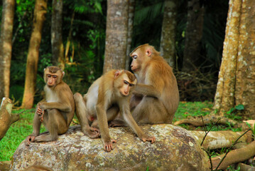 Monkeys family stay together with warm moment