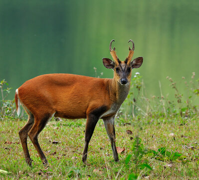 Muntiacus muntjak or fea's barking deer also called fea's muntjac taken in Kao Yai National Park