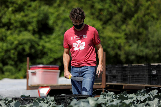 Canada's PM Trudeau harvests broccoli on Canada Day in Ottawa