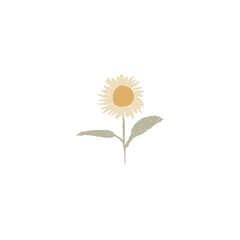 Sunflower. Hand drawn botanical vector illustration. Neutral colors. Pencil texture