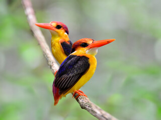 Pair of Black-backed Kingfisher, Ceyx erithacus, a tiny colorful kingfisher perching on the same branch, bird of Thailand