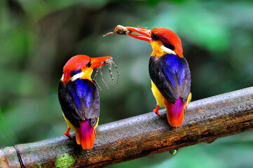 Pair of Black-backed Kingfisher, Ceyx erithacus, a tiny colorful kingfisher carrying spider and crab meals for their chicks, bird of Thailand