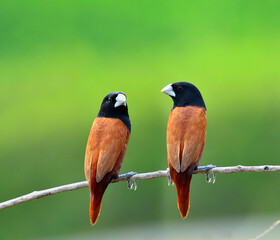 Pair of Black-headed Munia bird perching together on the branch with clear green background