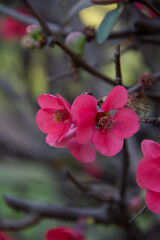blooming flowers on a branch