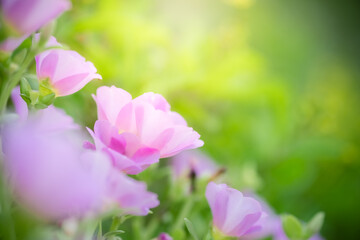 Concept nature of pink leaf on blurred bokeh with copy space using as background natural, abstract background, greenery background, fresh wallpaper.