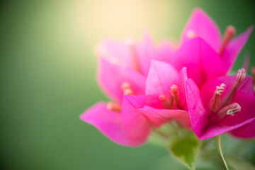 Obraz premium Concept nature of pink leaf on blurred bokeh with copy space using as background natural, abstract background, greenery background, fresh wallpaper.