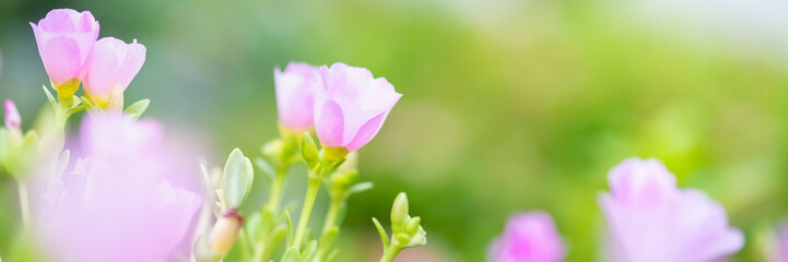 Concept nature of pink leaf on blurred bokeh with copy space using as background natural, abstract background, greenery background, fresh wallpaper.