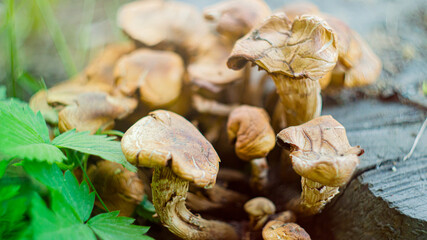 small brown mushrooms growing from a stump. mushrooms in the forest close-up. Beautiful macro nature.