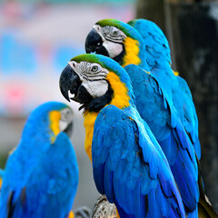 Portrait of Blue and Yellow macaw, blue and golden macaw line up with others macaws in background