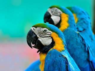 Obraz premium Portrait of 3 ue and Yellow macaw, blue and golden macaw, macaw bird in nice portrait shot