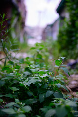In abandoned streets, humans disappear and weeds and trees occupy their places.