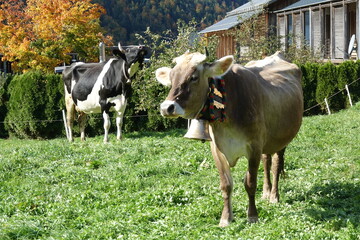 Kühe an einem Bauernhof in Bizaus