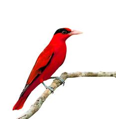 Red Bird perching on the branch isolated on white background