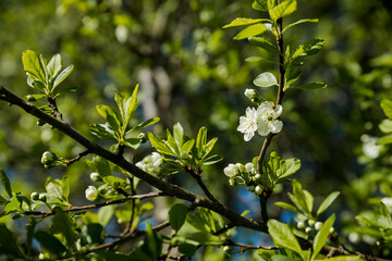 Blooming branch of plum tree.Sweet white flowers blooming plum-tree, spring garden. Blossoming fruit tree. spring sunny day