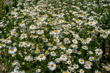 Small meadow daisies in the frame.