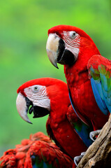 Red Macaw, Green-winged macaw, green wing macaw, red macaws in lovely moment