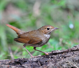 Rufous-tailed Robin (Luscinia sibilans) with details and red tail lifting
