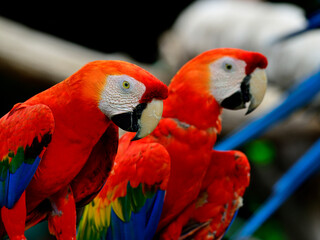 Scarlet Macaw or Red Macaw sitting together on black background with lovely eyes