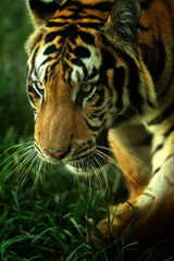 portrait of a tiger