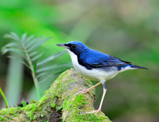 Siberian Blue Robin (Luscinia cyane) a cute blue bird standing on the log with green plant beside