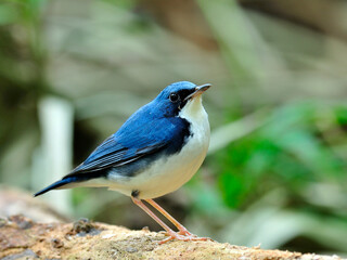 Siberian Blue Robin (Luscinia cyane) a funny fat blue bird standing on the log